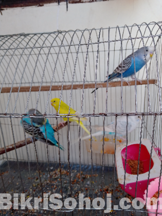 বাজিগর বাজিগার বাজরিগার